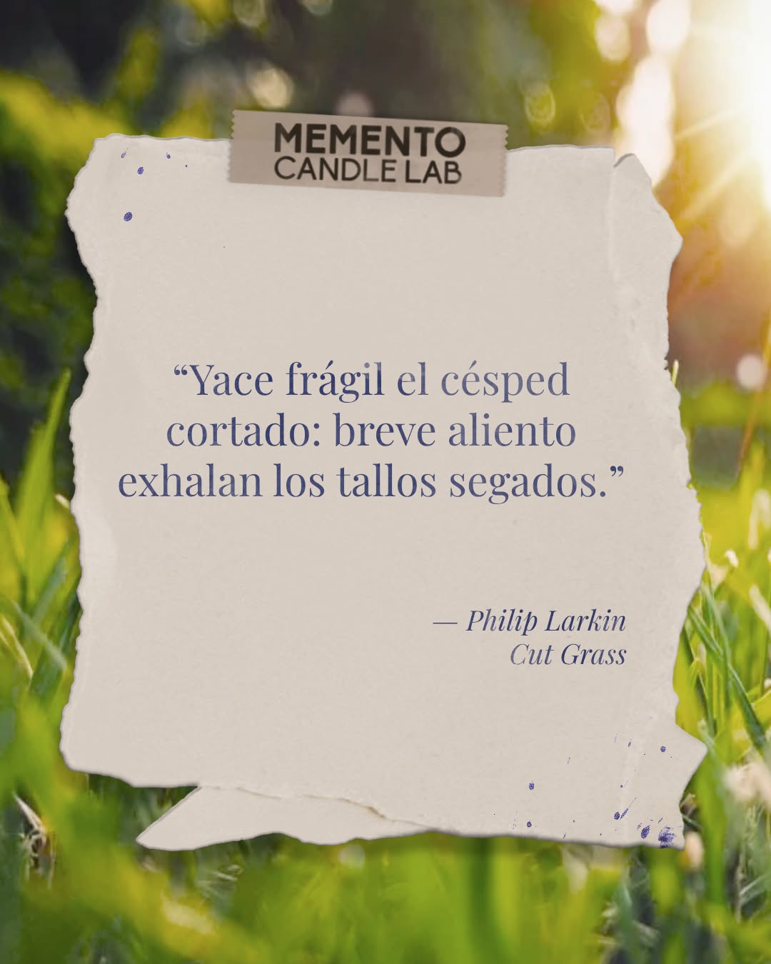 🌿 CÉSPED RECIÉN CORTADO 🍃
“Yace frágil el césped cortado: breve aliento exhalan los tallos segados.” — Philip LarkinUn aroma que respira frescor y melancolía.
Como ese instante justo después de cortar el césped: verde, limpio, efímero.Disponible en mementocandlelab.com ✨#céspedreciéncortado #mementocandlelab #poesíaolfativa #recuerdosenvela #velasdiseño #minimalismoemocional
#velasaromáticas #velasartesanales #decoraciónsensorial #hogarfeliz #inspiracióncotidiana #estéticaminimalista #aromaterapiaemocional